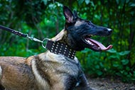 Collier pour Malinois Design Luxe | Collier extra large❤