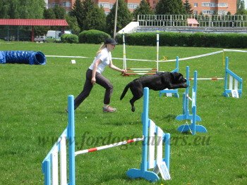 Agility Dog Sports