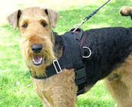 Airedale Terrier Allwetter-Hundegeschirr aus Nylon H6