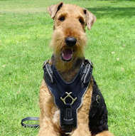 Airedale Terrier Exclusive Luxury Padded Leather Harness