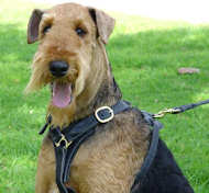 Airedale Terrier Such- / Lauf-Hundegeschirr aus Leder H3