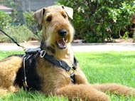 Airedale Terrier Luxury Leather Large Harness H7