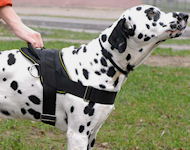Dalmatian Nylon multi-purpose dog harness H6