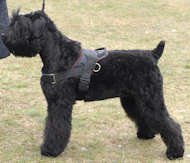 Black Russian Terrier Nylon dog harness for tracking/pulling H6