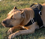 Amstaff Nylon multi-purpose dog harness