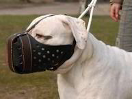 Leather Dog Muzzle "Dondi plus" for American Bulldog
