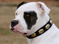 Gorgeous Vintage Dog Leather Collar C103 for American Bulldog