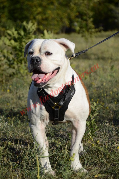 Dog
Leather Harness with Brass Fittings
