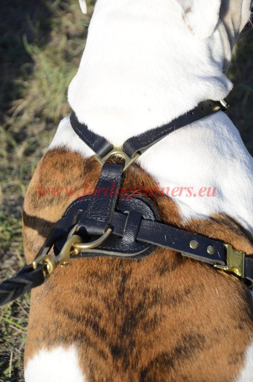 Durable leather Dog Harness for Bulldog