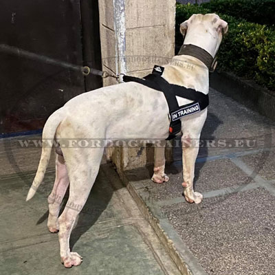 Harness with Handle for Large Dogs as American Bulldog