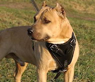 Agitation/protection leather harness
