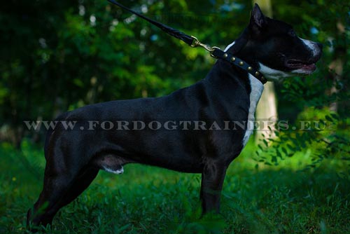 Amstaff Standing with C113 Collar