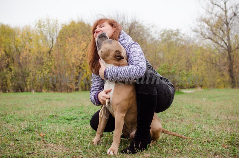 Amstaff Cute and Happy with Owner