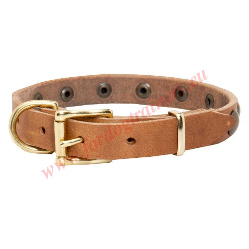 Disobedient Dog Studded Leather Collar
