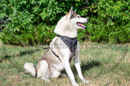 Solid leather harness for Laika
with wide plate