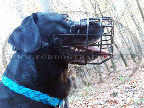 Antifrost Basket Muzzle for Labrador