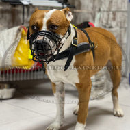 Pulling Tracking Harness for Amstaff