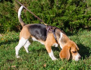 Tracking Dogs: Beagle