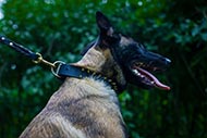 Leather Spiked Dog Collar for Malinois