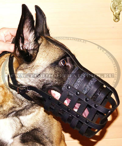 Leather Muzzle for a Dog Malinois
