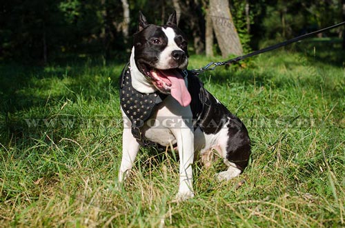 Beautiful and practical Amstaff harness with pyramids