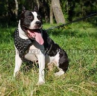 Amstaff Walking Harness | Harness of Decorated Leather ▼