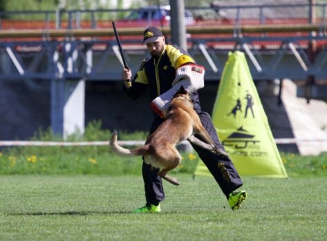 Dressage de chien de protection