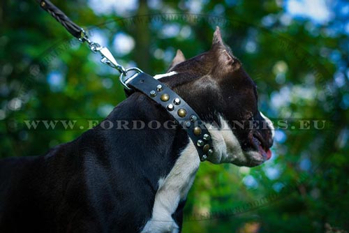 Studded Leather Dog Collars Narrow