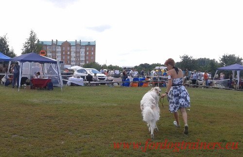 Borzoi at Championnat National d'Obeissance