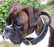 Leather dog collar with handle for Boxer