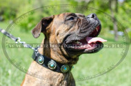 Boxer leather collar with blue stones