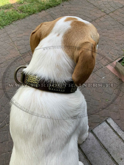 Leather Dog Collar Hardware Big Dog