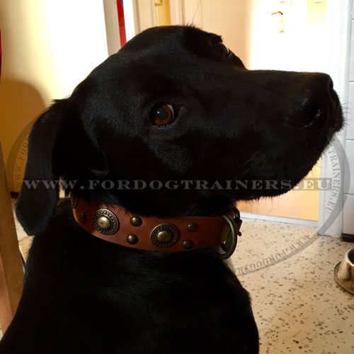 Studded Brown Leather Collar for Dogs