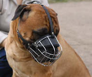 Practical wire basket muzzle for
Bullmastiff