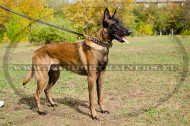 Malinois Collar with Brass
Spikes