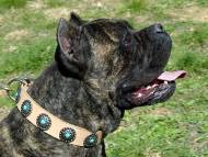 Cane Corso Leather Dog Collar with Blue Stones