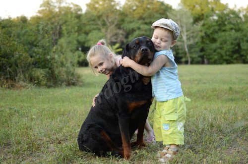 Children Playing with Rottweiler