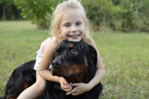 Rottweiler with Small Child