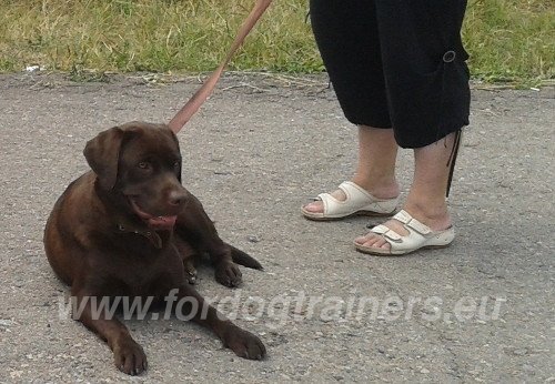 Labrador Chocolat en promenade