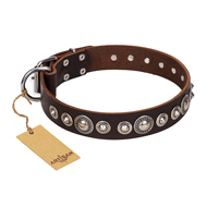 Unique Brown Dog Collar "Step and Sparkle" FDT Artisan