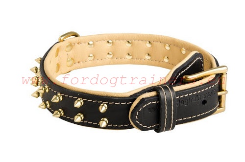 Exclusive leather dog collar - brass fittings and shining spikes