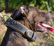 Dog collar classic with nappa padding for Pitbull