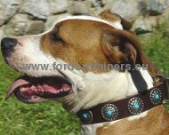 Amstaff Hundehalsband Leder mit blauen Steinen