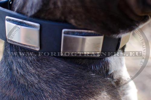 Wide walking collar with stamped plates for Pitbull
design original