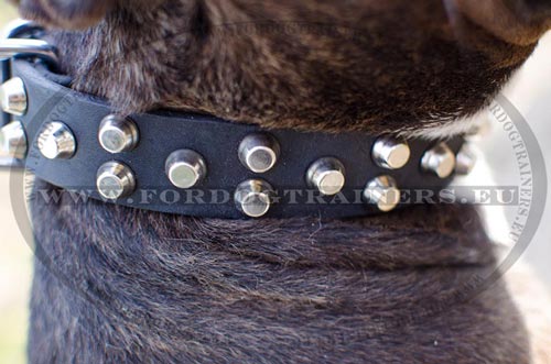 Resistant Leather Collar
for Pitbull