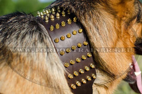 Gold-Like Dog Collar with Spikes