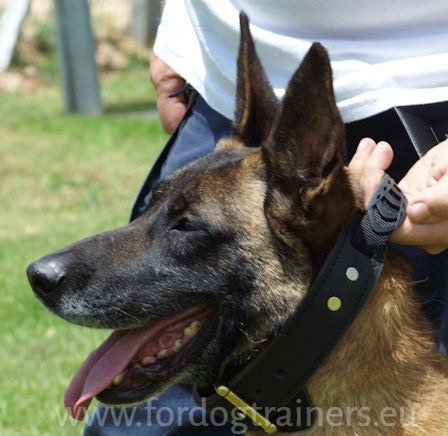 Collier en cuir pour Malinois