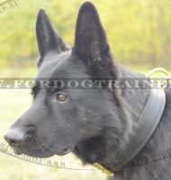 Leather collar for training with German Shepherd