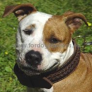 Handcrafted Special Braided Leather Dog Collar for Amstaff