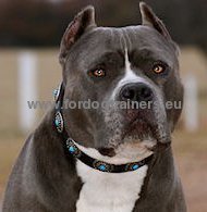 Decorated leather collar with exclusive blue
stones for Pitbull